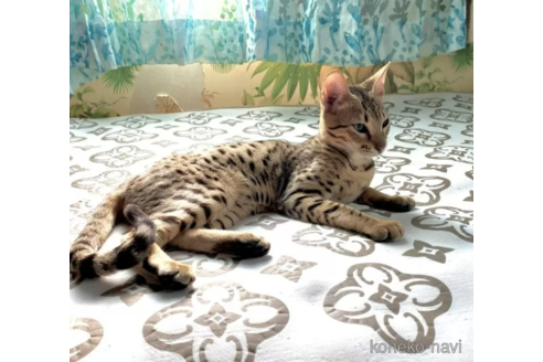 成約済の茨城県のサバンナキャット-110569の3枚目